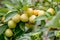 Sweet yellow plum ripens on a tree in the garden