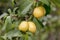 Sweet yellow plum ripens on a tree in the garden