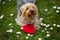 Sweet yorkshire terrier in a meadow, with a red heart