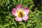 Sweetbrier Spring Blossom Closeup