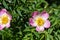 Sweetbrier Spring Blossom Closeup