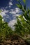 Sweetcorn Field