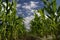 Sweetcorn Field