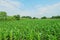 Sweetcorn field