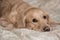 Sweetest dog golden retriever lies on bed and looks thoughtful, cute dog lies on bed