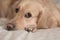 Sweetest dog golden retriever lies on bed and looks thoughtful, cute dog lies on bed