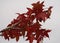 Sweetgum branch with reddish leaves