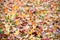 Sweetgum leaves