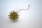 Sweetgum tree seed pod