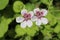 Sweetheart flower - Erodium Pelargoniflorum