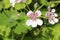 Sweetheart flower - Erodium Pelargoniflorum