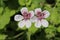 Sweetheart flower - Erodium Pelargoniflorum