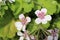 Sweetheart flower - Erodium Pelargoniflorum