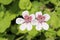 Sweetheart flower - Erodium Pelargoniflorum
