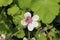 Sweetheart flower - Erodium Pelargoniflorum