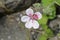 Sweetheart flower - Erodium Pelargoniflorum