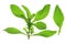 Sweetleaf (Stevia rebaudiana)