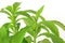 Sweetleaf (Stevia rebaudiana)