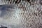 Sweetlip fish scales & fin
