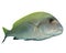 Sweetlips fish