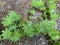 The Sweetscented bedstraw Galium odoratum or Asperula odorata, Echter Waldmeister, Wohlriechendes Labkraut oder Maikraut