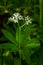 Sweetscented bedstraw, Galium odoratum, flowers in the spring forest. White wildflowers. Close-up