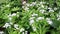 Sweetscented bedstraw medicinal plant and spice