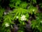 Sweetscented bedstraw or woodruff, Galium odoratum, white flower buds in spring, Netherlands