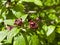 Sweetshrub Calycanthus floridus
