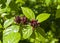 Sweetshrub Calycanthus floridus