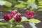 Sweetshrub Calycanthus x raulstonii Hartlage Wine, branch with budding burgundy red flowers
