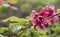 Sweetshrub Calycanthus x raulstonii Hartlage Wine, branch with burgundy red flowers