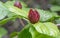 Sweetshrub Calycanthus x raulstonii Hartlage Wine, budding burgundy red flower