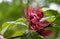 Sweetshrub Calycanthus x raulstonii Hartlage Wine, close-up burgundy red flower