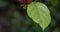 Sweetshrub Calycanthus x raulstonii Hartlage Wine, leaf