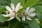 Sweetshrub Calycanthus x raulstonii Venus, budding creamy-white flowers