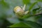 Sweetshrub Calycanthus x raulstonii Venus, creamy-white budding flower