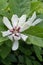 Sweetshrub Calycanthus x raulstonii Venus, creamy-white flower