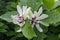 Sweetshrub Calycanthus x raulstonii Venus, creamy-white flowers
