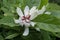 Sweetshrub Calycanthus x raulstonii Venus, magnolia-like creamy-white flower