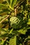 Sweetsop Green Fruit