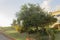 Sweetsop Tree In Forefront Of Coolie Plum Tree