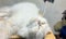 Sweety white cat is sleeping