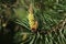 Swelled buds on pine tree. Closeup. Sunny day