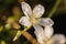 Swertia striata Coll. Beautiful white blooming in nature