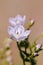 Swertia striata Coll, Gentianaceae White flowers blooming in nature