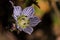 Swertia striata Coll, Gentianaceae White flowers blooming in nature