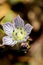 Swertia striata Coll, Gentianaceae White flowers blooming in nature