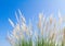 Swhite Feather Grass in wind with sky background