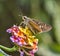 Swift Butterfly: Collecting nector from flowers